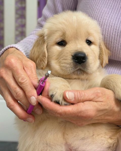 meravigliosi Golden Retriever per adozione | Foto 2