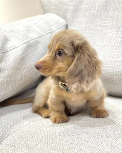 meravigliosi Bassotto per adozione | Foto 6