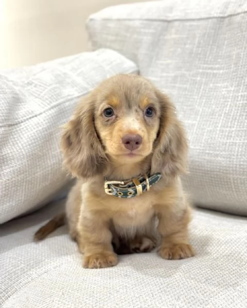 meravigliosi Bassotto per adozione | Foto 5