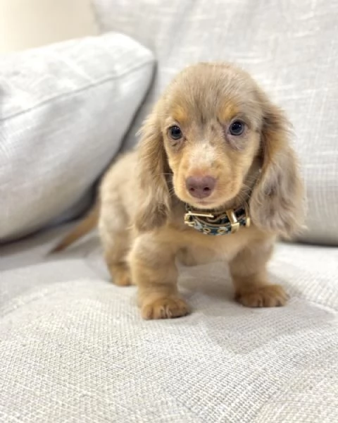 meravigliosi Bassotto per adozione | Foto 4