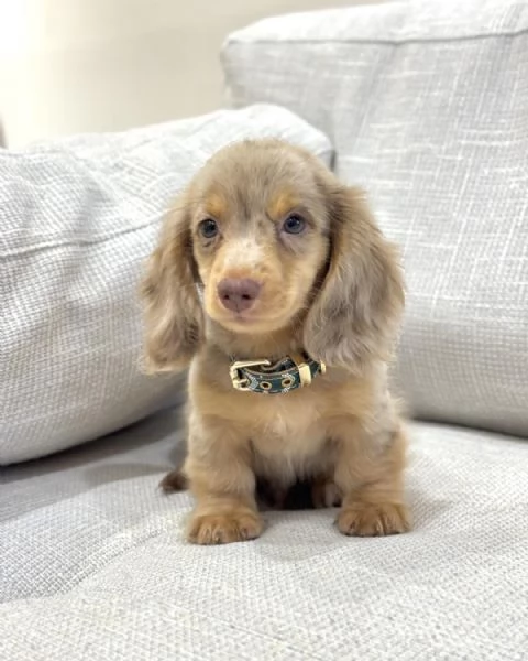 meravigliosi Bassotto per adozione | Foto 3