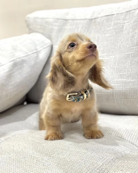 meravigliosi Bassotto per adozione | Foto 0