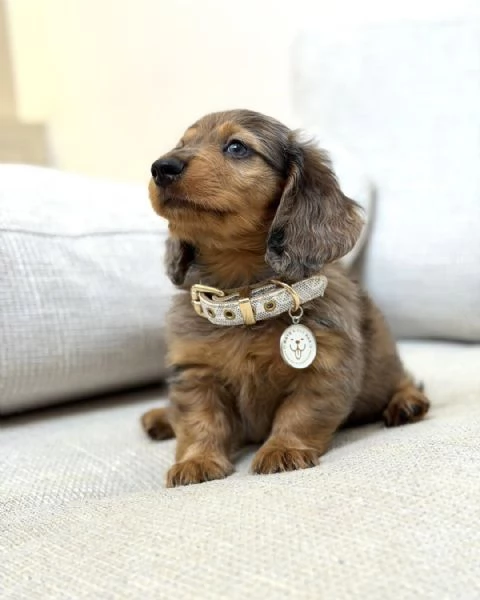 meravigliosi Bassotto per adozione | Foto 4