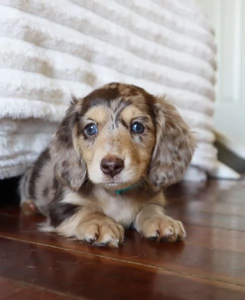 meravigliosi Bassotto per adozione | Foto 2
