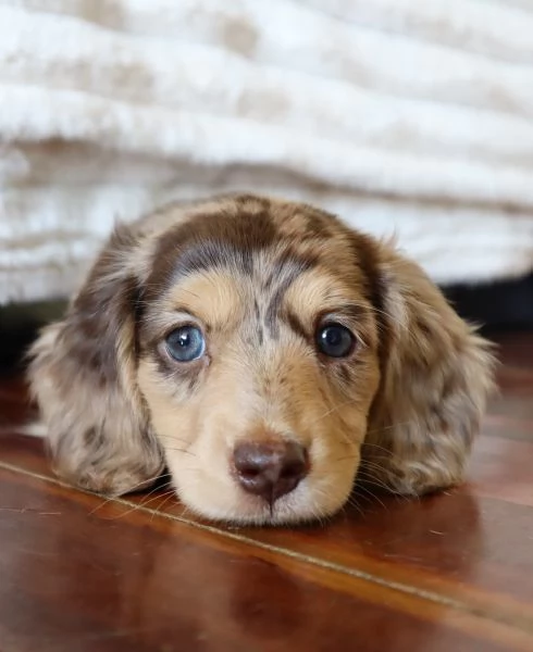 meravigliosi Bassotto per adozione | Foto 0
