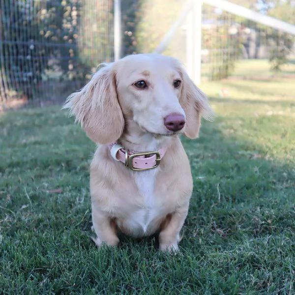 meravigliosi Bassotto per adozione | Foto 1