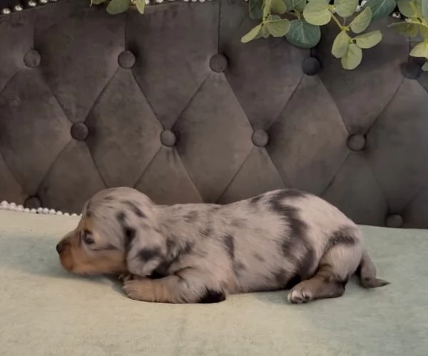 meravigliosi Bassotto per adozione | Foto 1