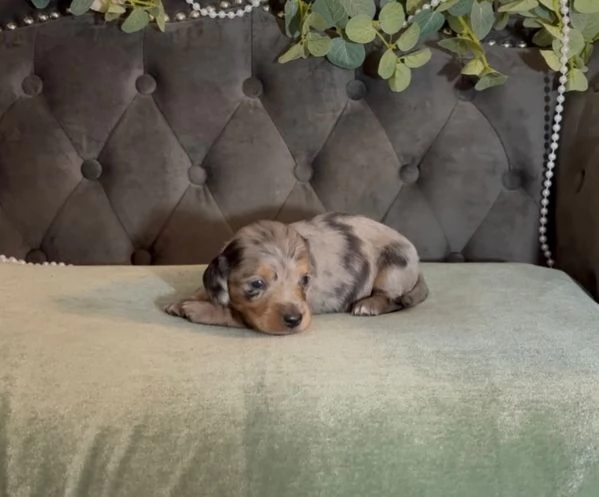 meravigliosi Bassotto per adozione | Foto 0