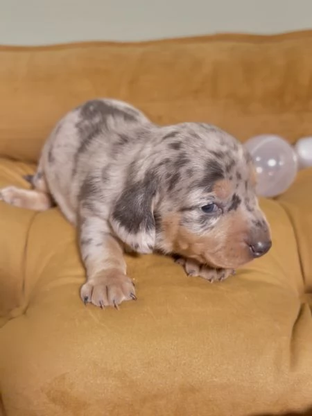 meravigliosi Bassotto per adozione | Foto 0