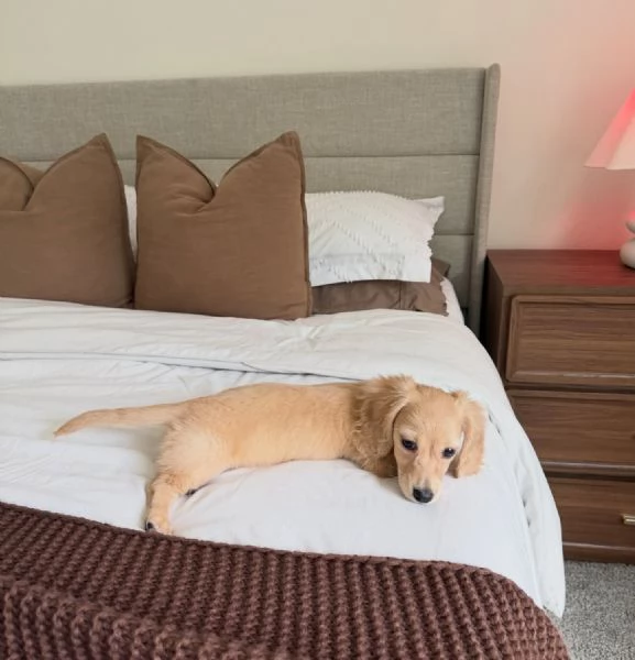 meravigliosi Bassotto per adozione | Foto 1