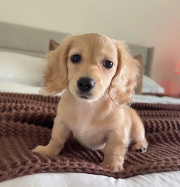 meravigliosi Bassotto per adozione