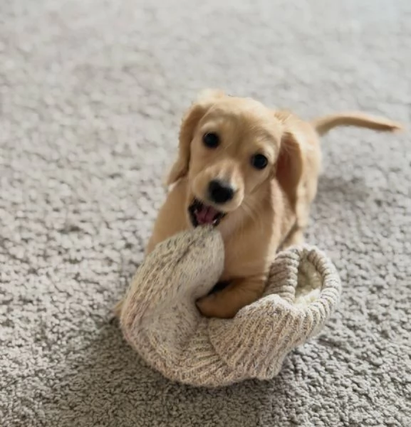 meravigliosi Bassotto per adozione