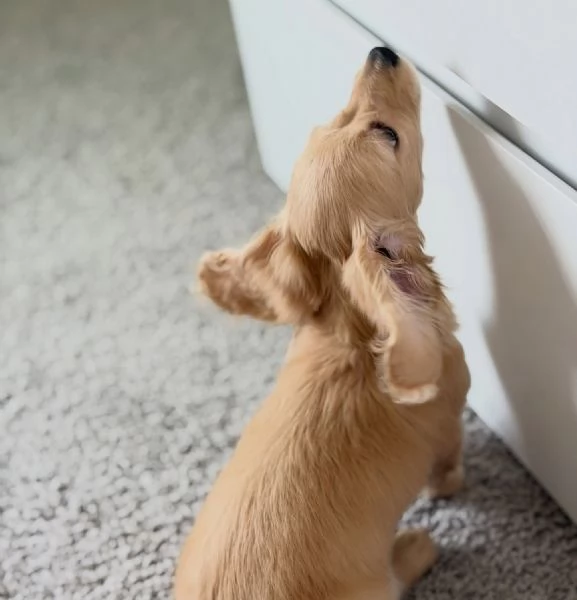 meravigliosi Bassotto per adozione | Foto 0