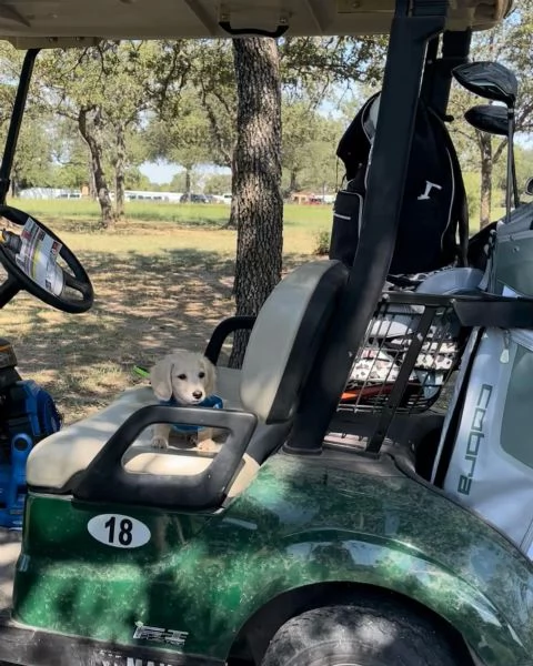 meravigliosi Bassotto per adozione | Foto 2