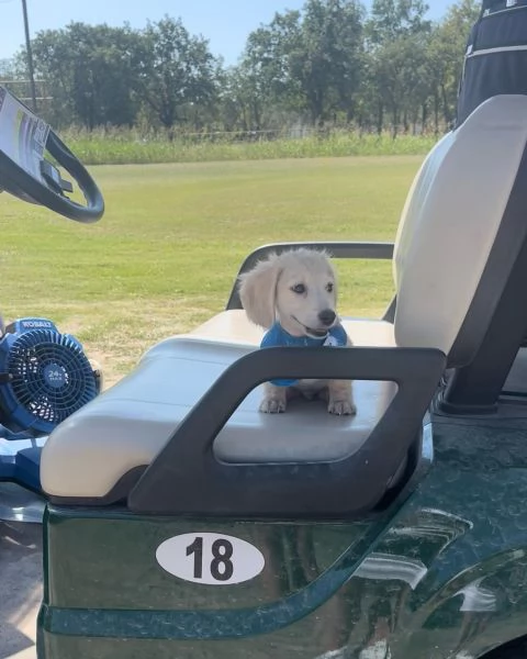 meravigliosi Bassotto per adozione | Foto 1