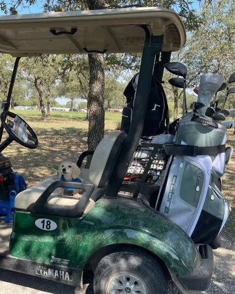 meravigliosi Bassotto per adozione | Foto 0