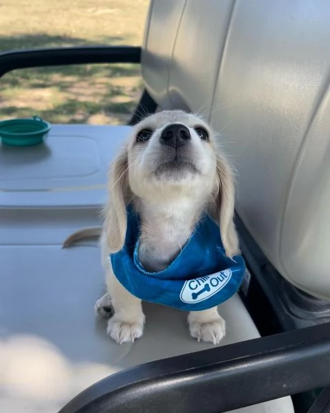 meravigliosi Bassotto per adozione | Foto 2