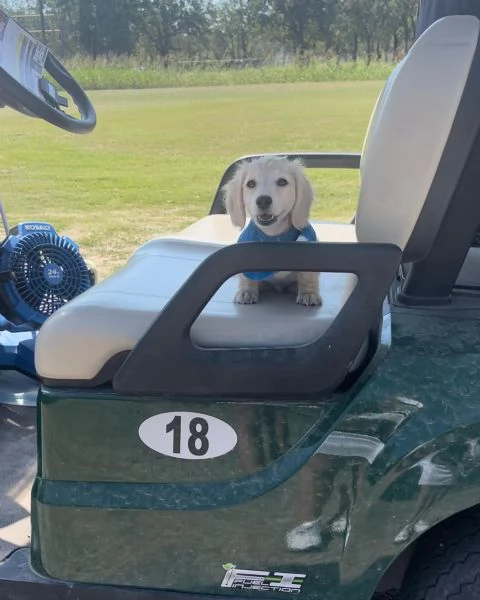 meravigliosi Bassotto per adozione | Foto 1