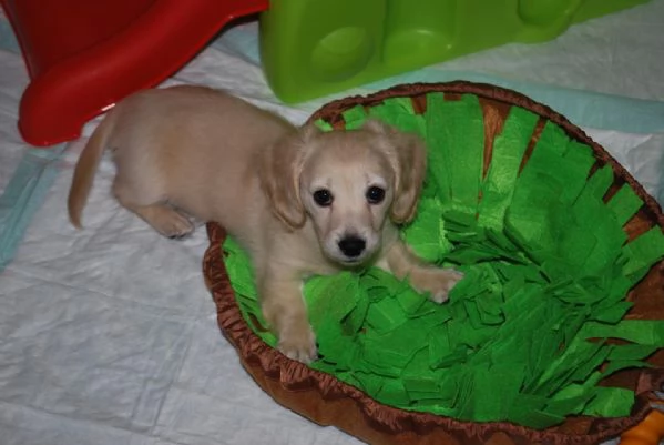 meravigliosi Bassotto per adozione