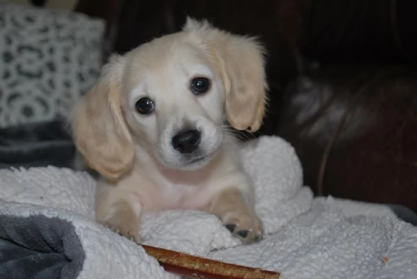 meravigliosi Bassotto per adozione | Foto 1