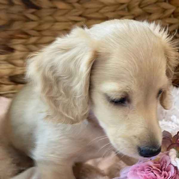 meravigliosi Bassotto per adozione | Foto 4