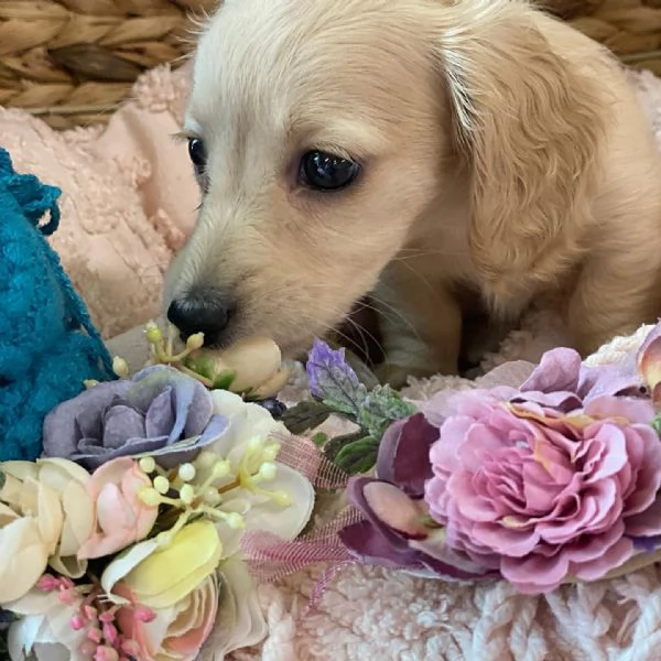 meravigliosi Bassotto per adozione | Foto 2