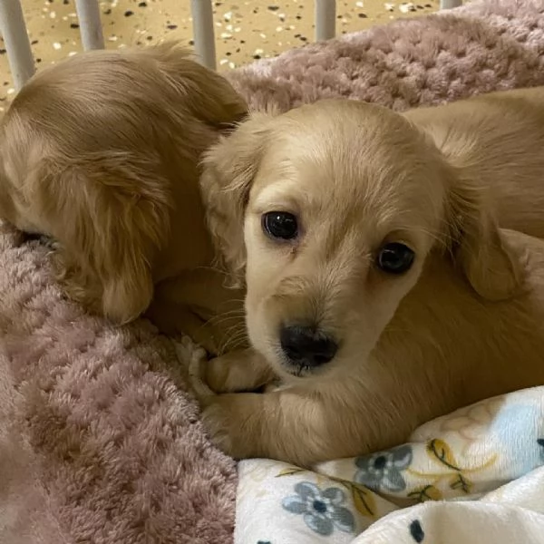 meravigliosi Bassotto per adozione