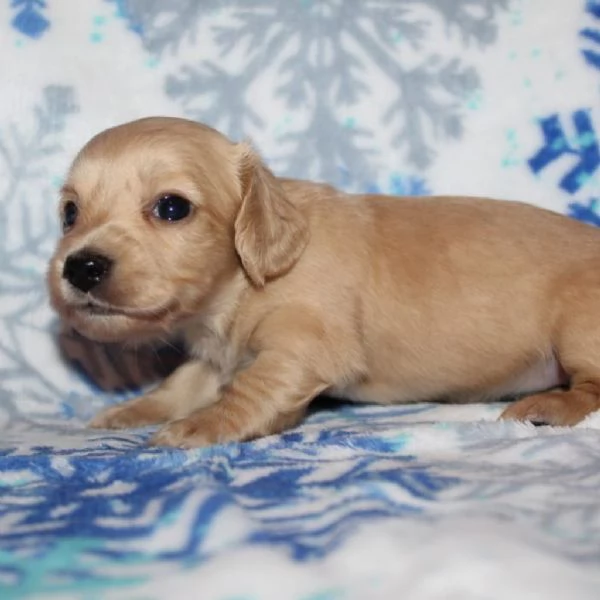 meravigliosi Bassotto per adozione | Foto 3