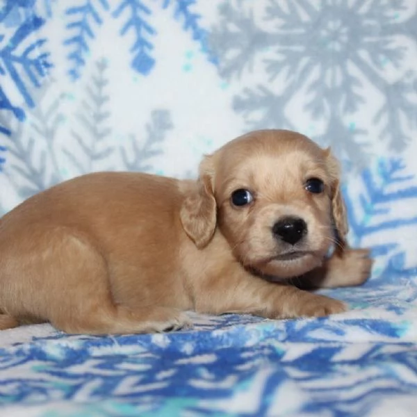 meravigliosi Bassotto per adozione | Foto 2