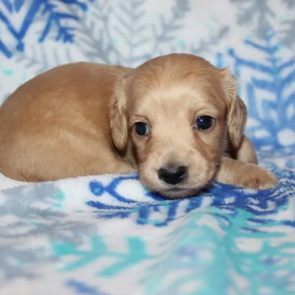 meravigliosi Bassotto per adozione | Foto 1