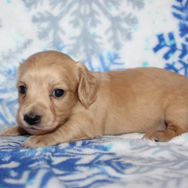 meravigliosi Bassotto per adozione | Foto 0