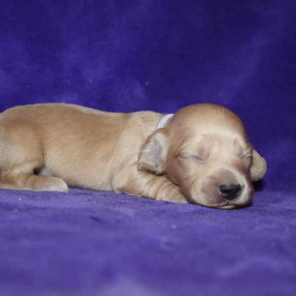 meravigliosi Bassotto per adozione