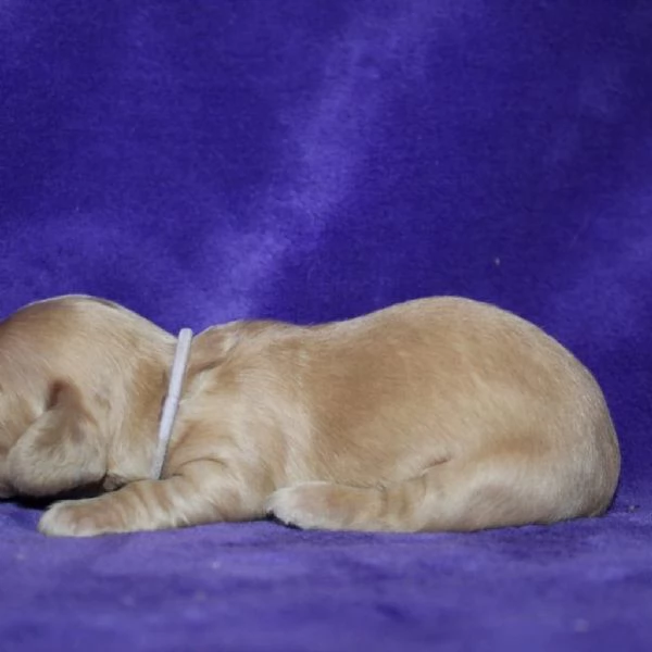 meravigliosi Bassotto per adozione | Foto 0