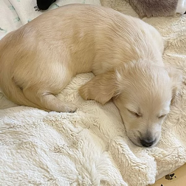 meravigliosi Bassotto per adozione | Foto 6