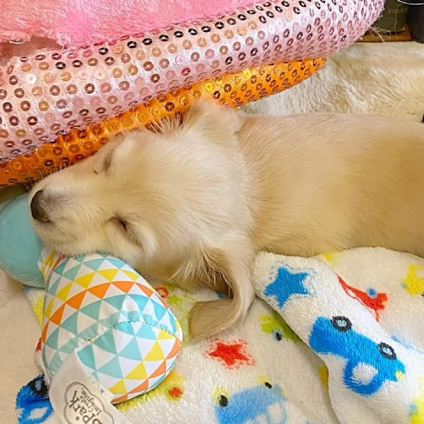 meravigliosi Bassotto per adozione | Foto 5