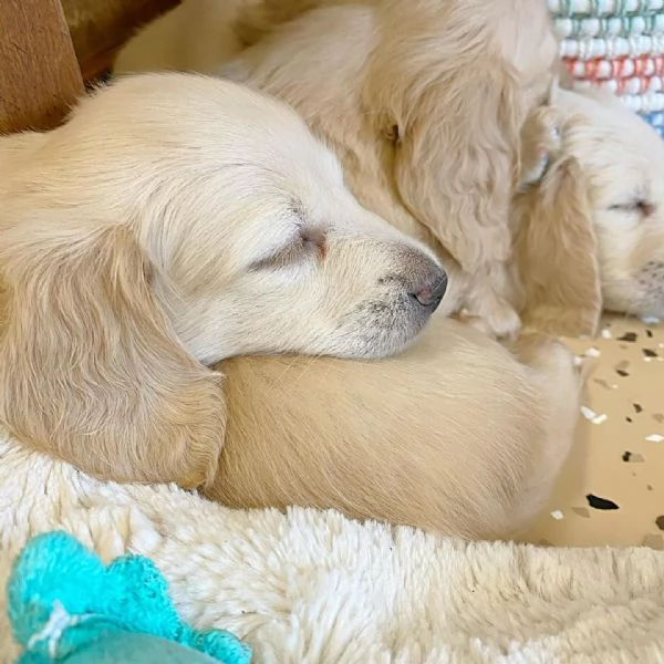 meravigliosi Bassotto per adozione