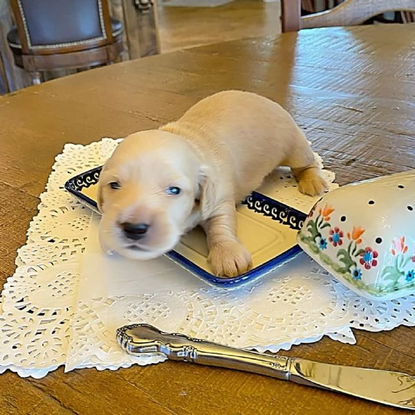 meravigliosi Bassotto per adozione | Foto 5