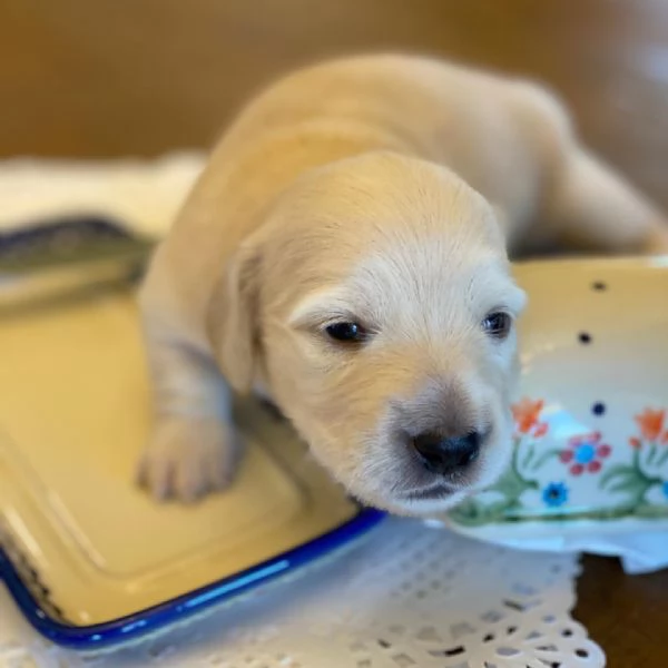 meravigliosi Bassotto per adozione | Foto 1