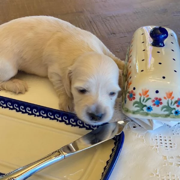 meravigliosi Bassotto per adozione