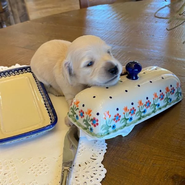 meravigliosi Bassotto per adozione | Foto 0