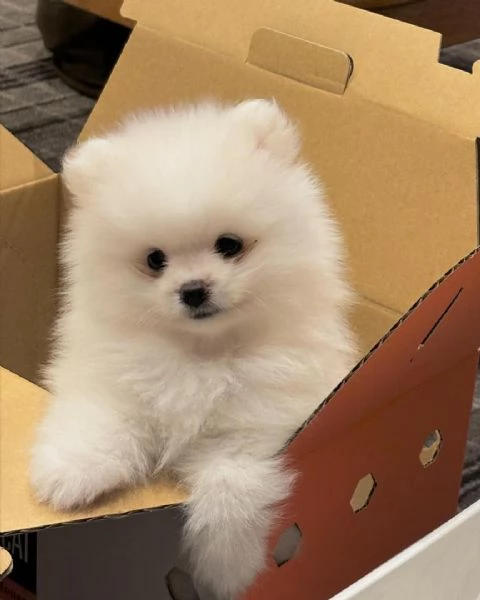 Cucciolo di Pomerania Toy amante del divertimento in cerca di adozione