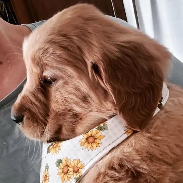 meravigliosi Golden Retriever per adozione | Foto 3