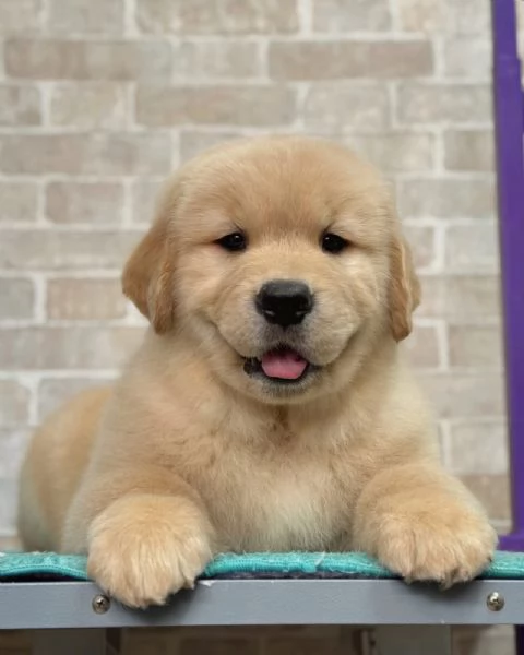 meravigliosi Golden Retriever per adozione | Foto 1