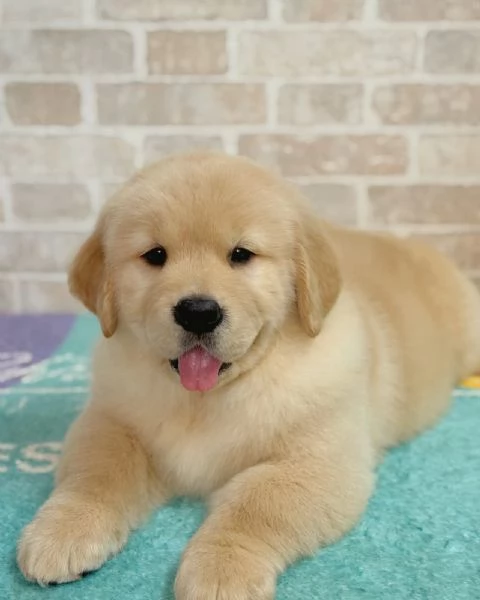 meravigliosi Golden Retriever per adozione