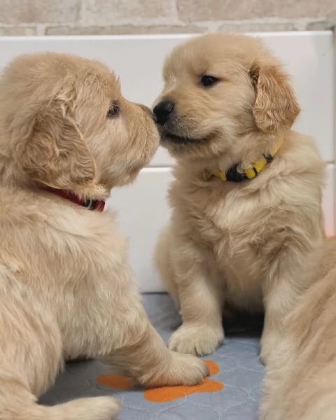 meravigliosi Golden Retriever per adozione | Foto 2