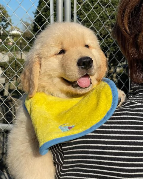 meravigliosi Golden Retriever per adozione