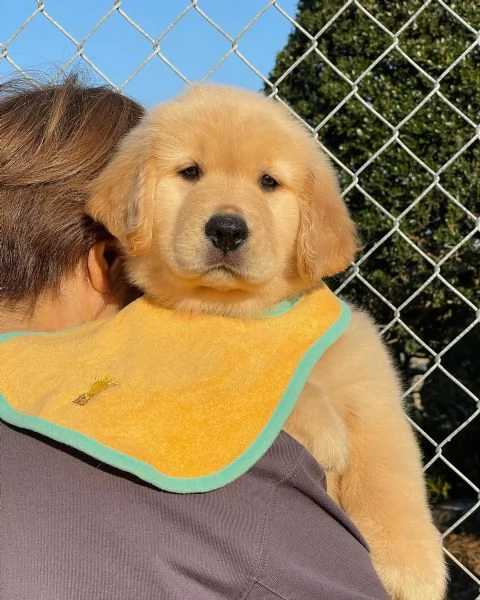 meravigliosi Golden Retriever per adozione