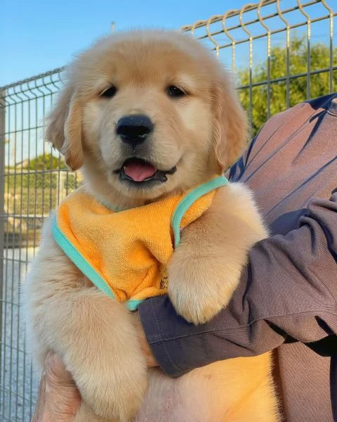 meravigliosi Golden Retriever per adozione | Foto 3