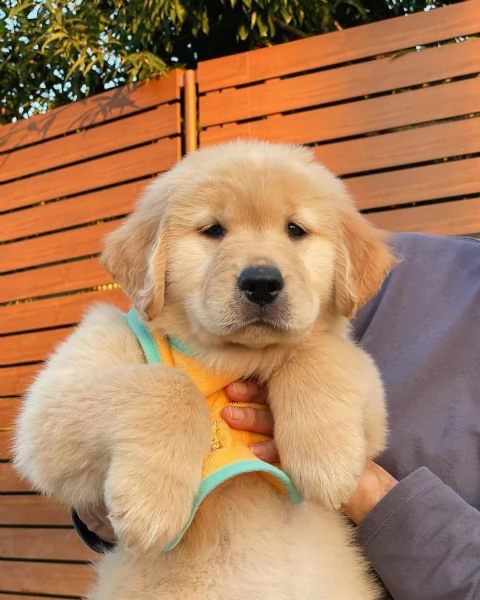 meravigliosi Golden Retriever per adozione | Foto 1