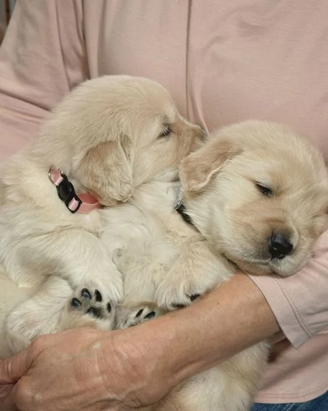 meravigliosi Golden Retriever per adozione | Foto 0